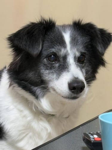 Customer photo review of FunFunPet 高機能ハーネス（お名前タグ作成サービス付き）