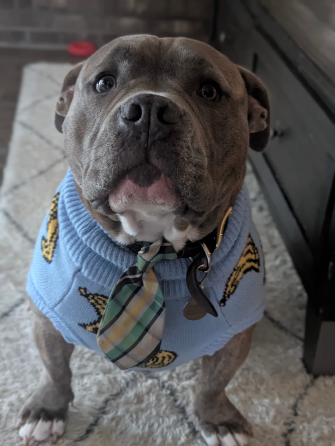 Customer photo review of Banana Knit Dog Sweater