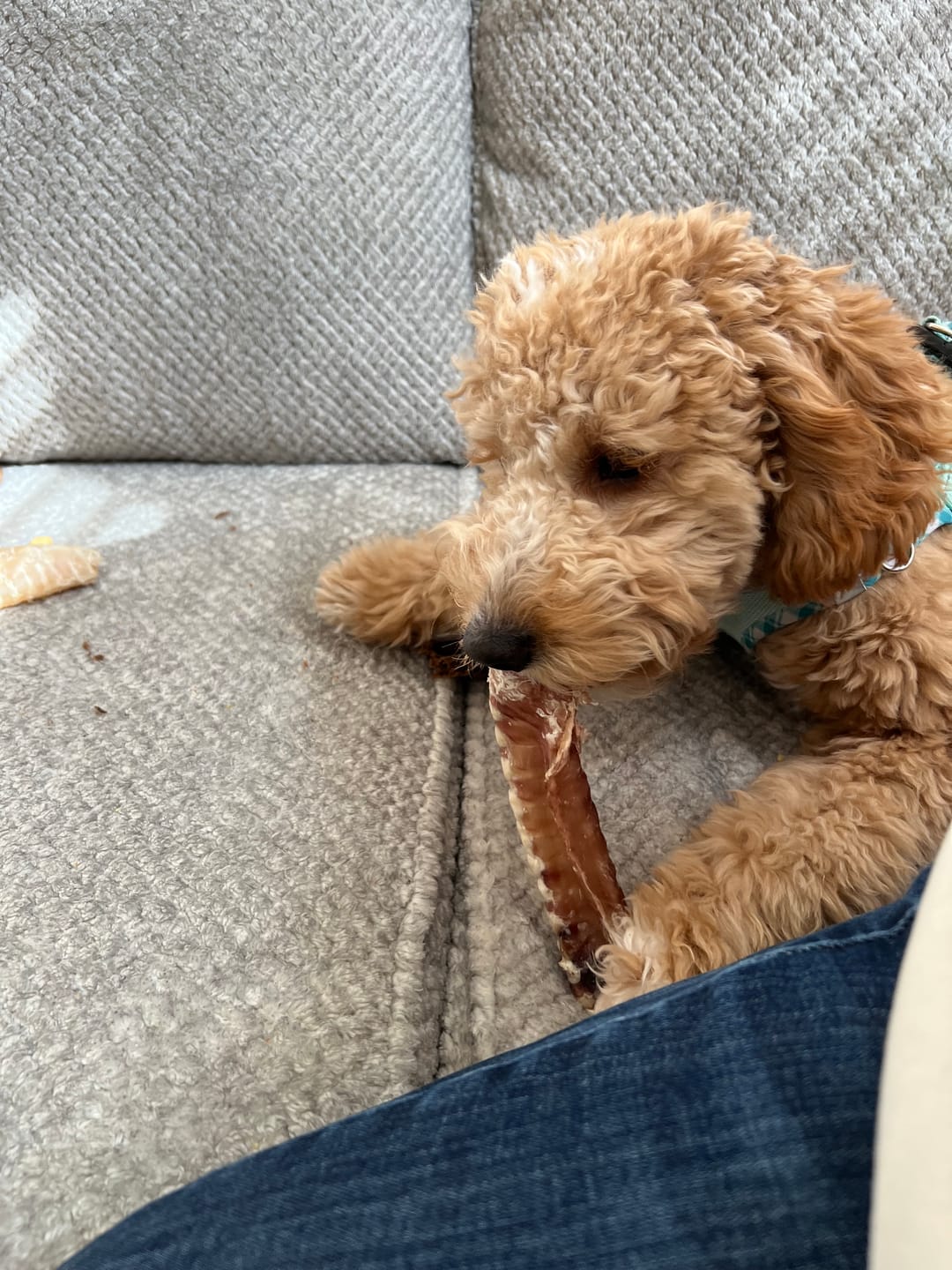 Customer photo review of Bully Bunches Puppy Pack