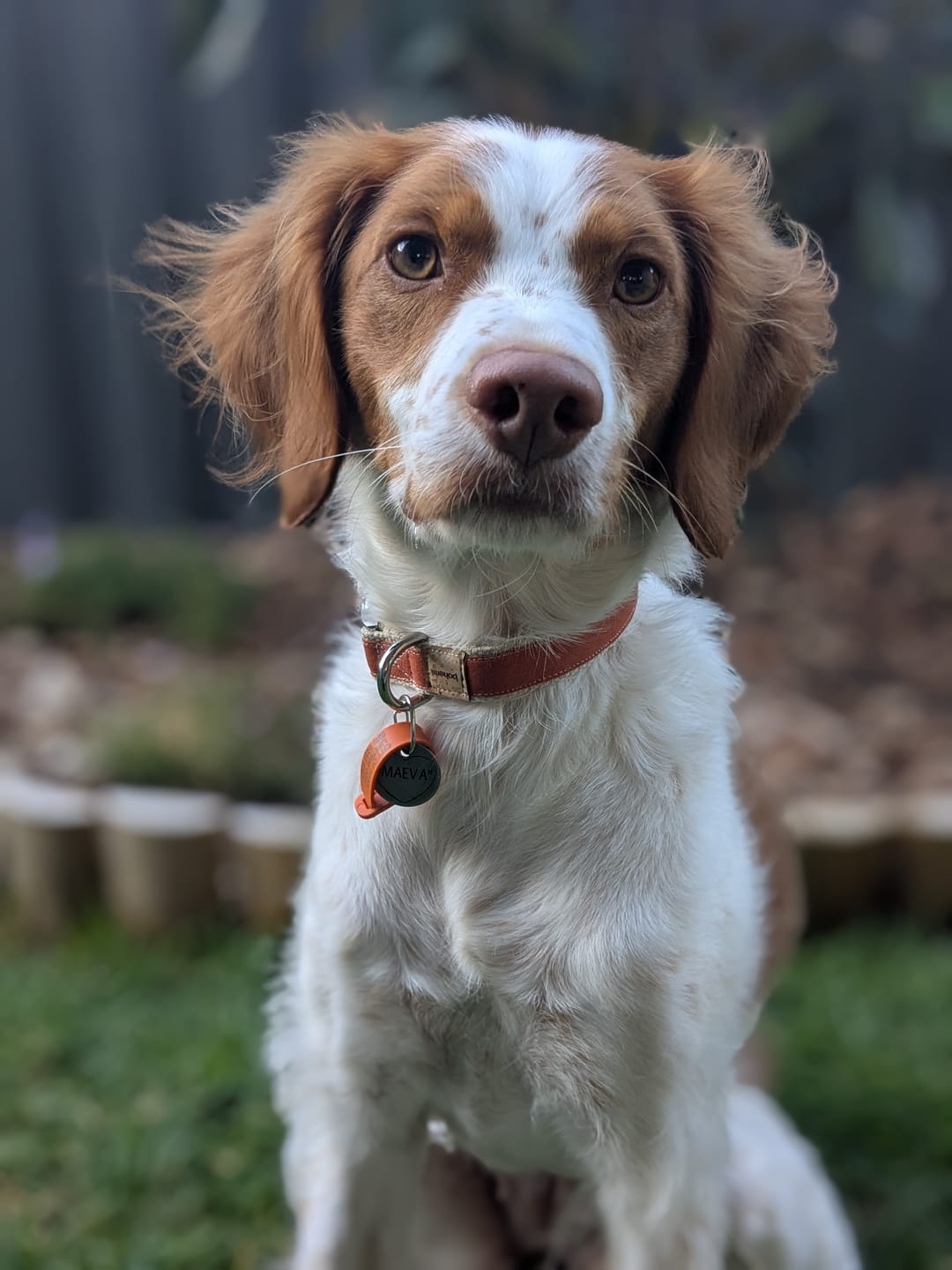 Customer photo review of Hemp & Organic Cotton Dog Collar ~ Burnt Orange
