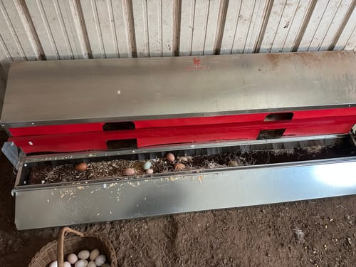 Customer photo review of X-Large (72") Reversible Rollout Nest Box (Up to 75 Hens)