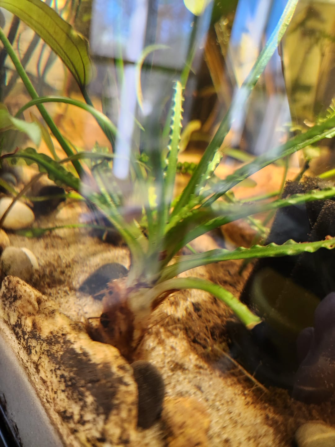 Customer photo review of CRINUM CALAMISTRATUM