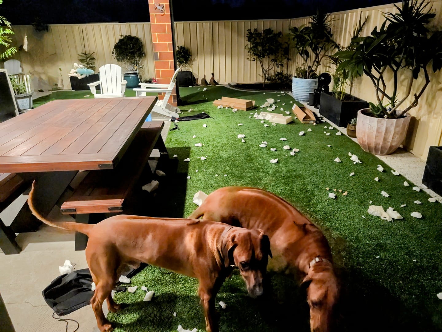 Customer photo review of PaWz Pet Trampoline Aluminium Frame Dog Bed