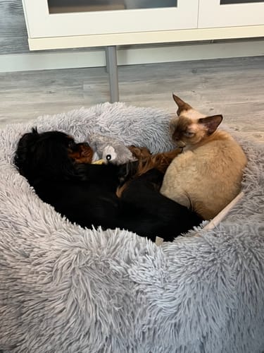 Customer photo review of CalmBed - Motverkar stress & hjälper mot ångest