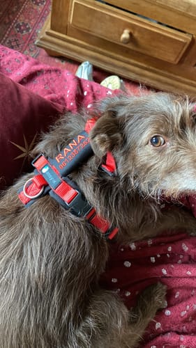 Customer photo review of Y Shaped Dog Harness FUN Red/Black | AnnyX - XS