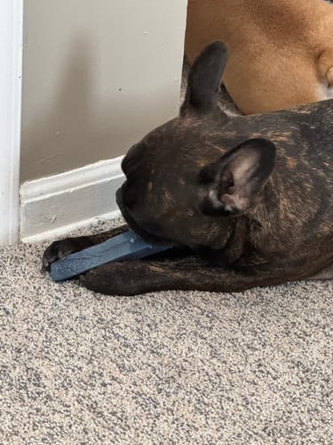 Customer photo review of Strawberry Yak Chews