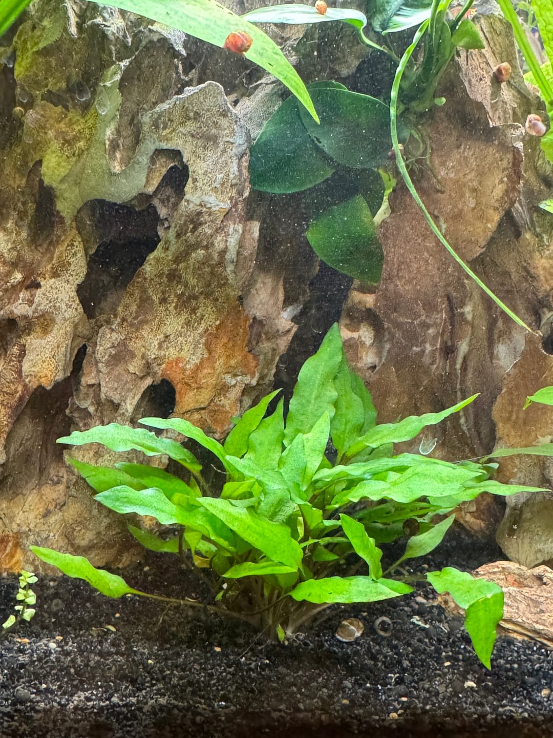Customer photo review of Cryptocoryne Wendtii 'Green'