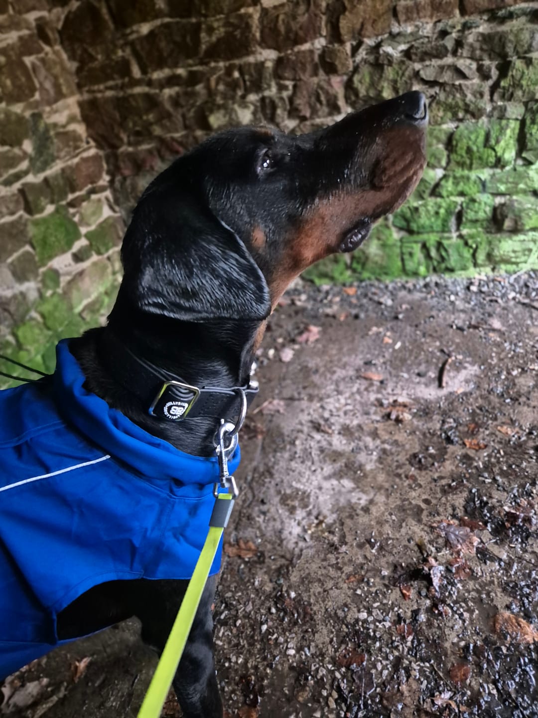 Customer photo review of 4cm Combat Billowthane® Collar | Waterproof - Platinum
