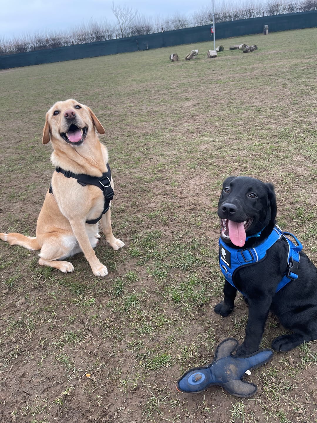 Customer photo review of Prime harness - Blue