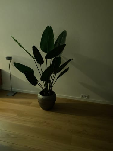 Customer photo review of Strelitzia Kunstplant 160cm