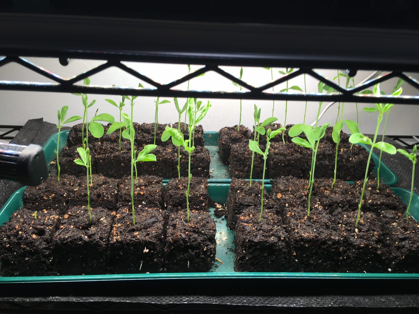 Customer photo review of Soil Block Maker Large 4 Cells