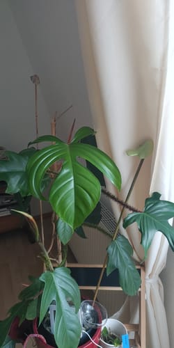 Customer photo review of HPE - Hesi Houseplant Elixir