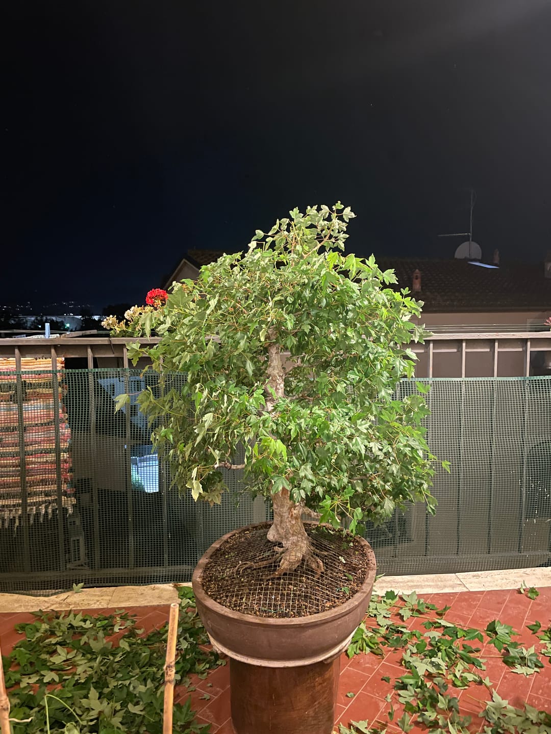 Customer photo review of NANOTEK CB® (DNA BONSAI 2.0)