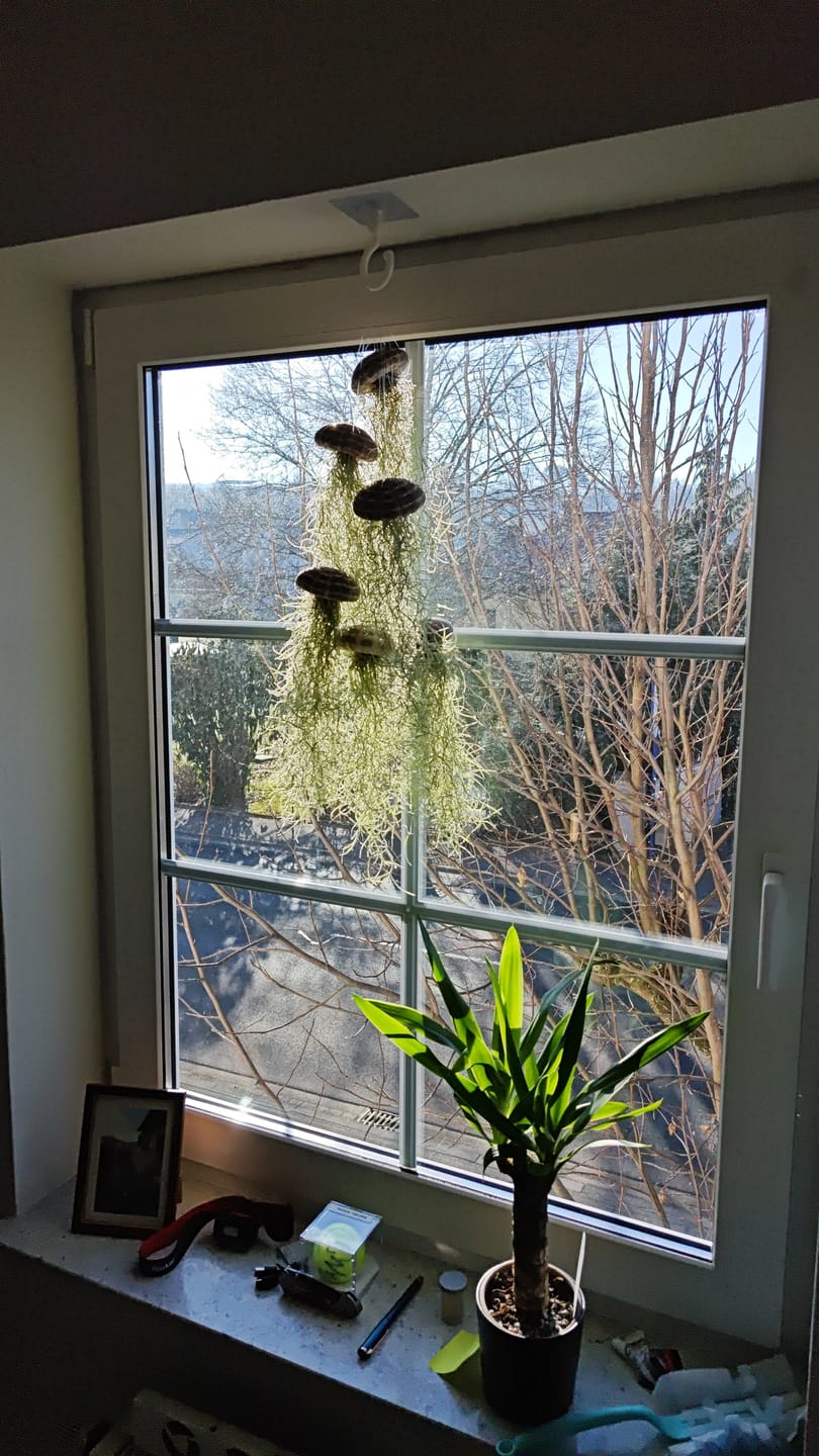 Customer photo review of Tillandsien Pflegespray