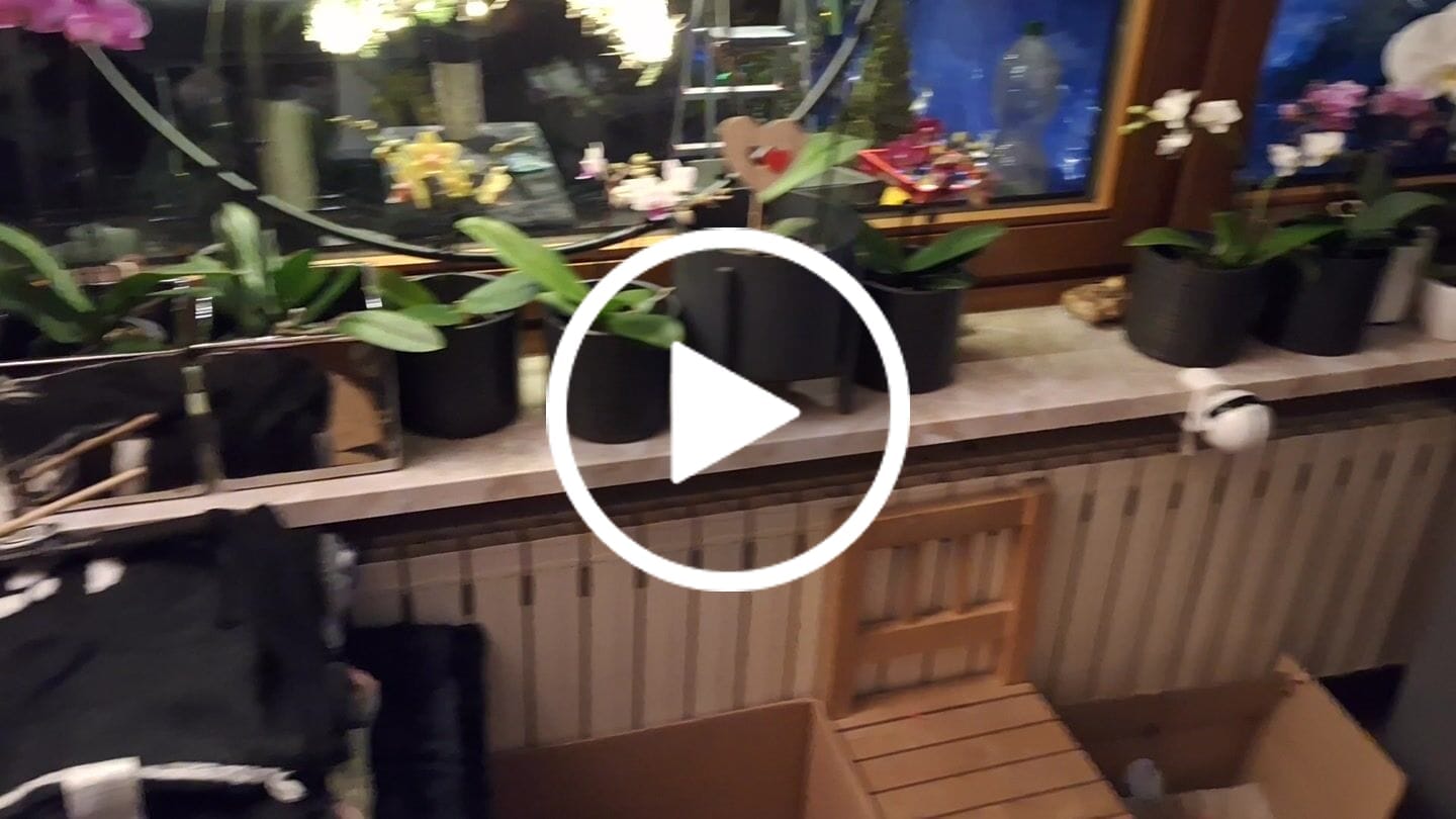 Customer video review of Table Dance Farbmix im 6er Set mit 2 Rispen
