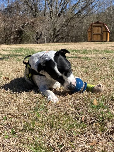 Customer photo review of Freezball - Durable Fillable Dog Chew Bone