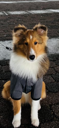 Customer photo review of FunFunPet 高機能ハーネス（お名前タグ作成サービス付き）