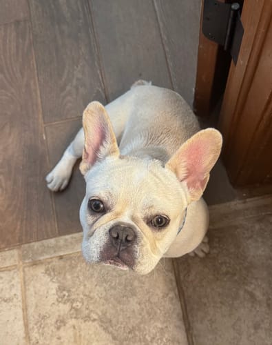 Customer photo review of Mint Yak Chews