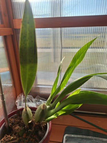 Customer photo review of Orchideendünger in Dosierflasche, hochkonzentriert