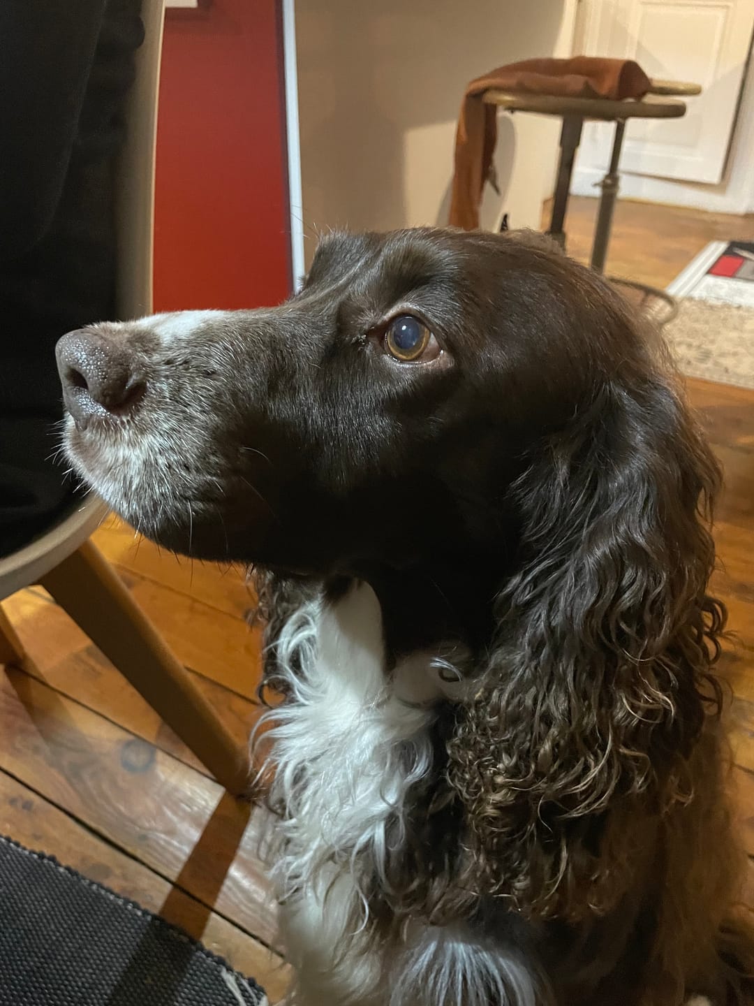 Customer photo review of Portrait Chien Explorateur