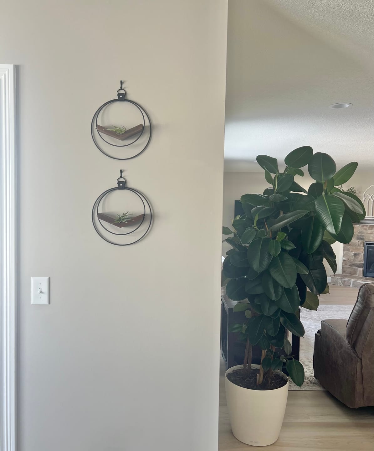 Customer photo review of Air Plant V-Hanger Duo
