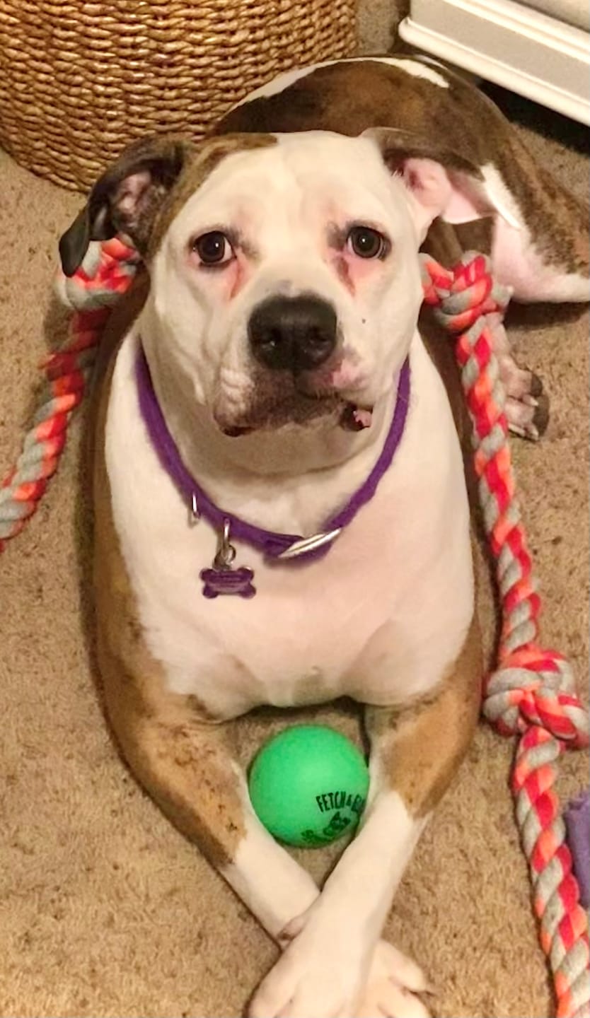 Customer photo review of Fetch & Glow Balls