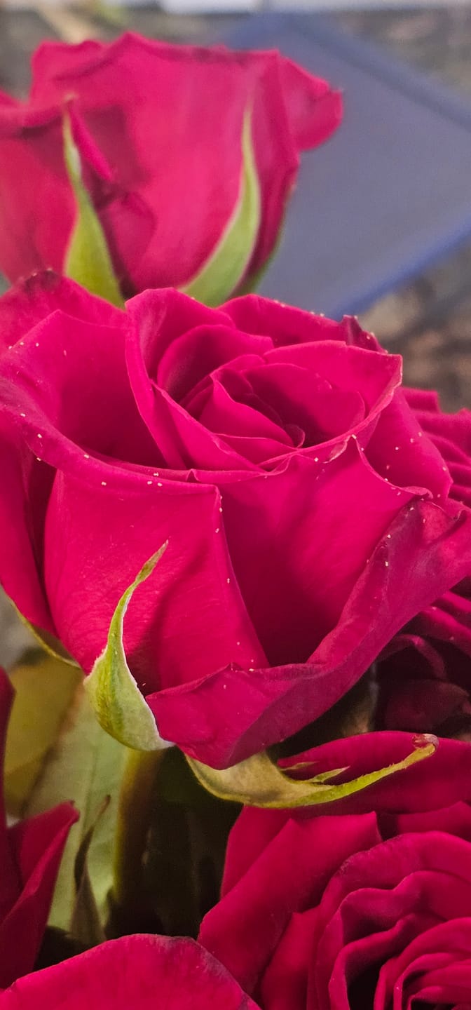 Customer photo review of Black Baccara Red Rose