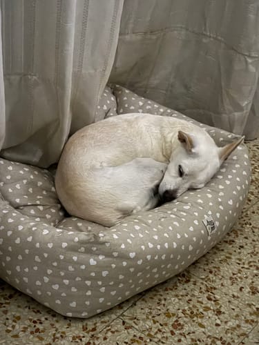 Customer photo review of Divanetto Cotone Panama Little Love Heart White