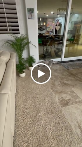 Stacey B. review of SPEEDY TAIL 2.0 image 1 out of 1