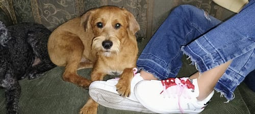 Customer photo review of Tenis Superstar Blanco Hello Kitty