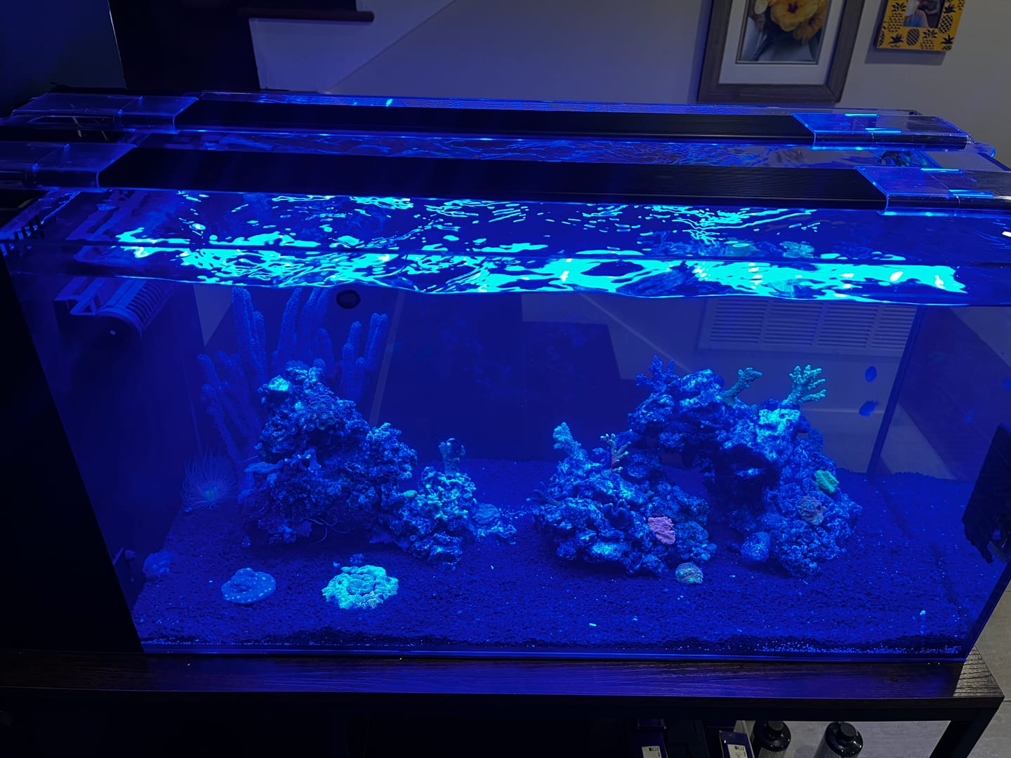 Customer photo review of Fiji Cube 38 Gallon Peninsula Rimless AIO Glass Nano Tank - PRO Series