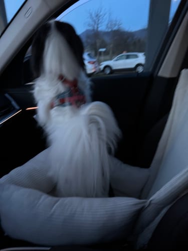 Customer photo review of Seggiolino Auto Cotone Grigio Righe Strette