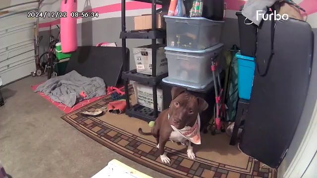 Customer photo review of FurLife Shipping Protection