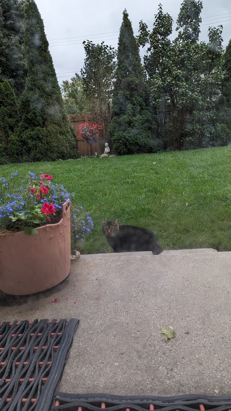 Customer photo review of Cat Allergy Relief & Immune Support Remedy