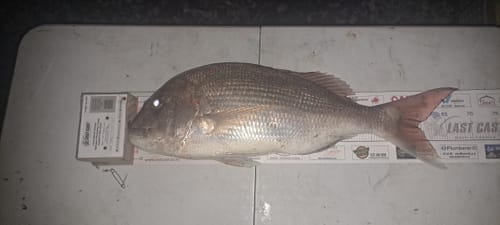 Customer photo review of 5KG Whole NZ Trevally (Frozen Bait)