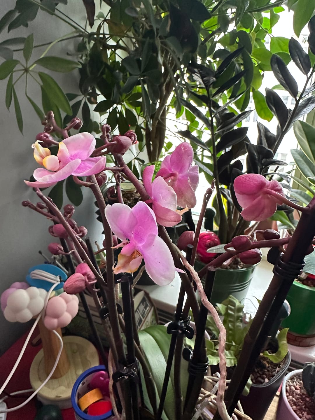 Customer photo review of Große Two of Us Roskilde mit zartrosa Blüten und 7+ Rispen