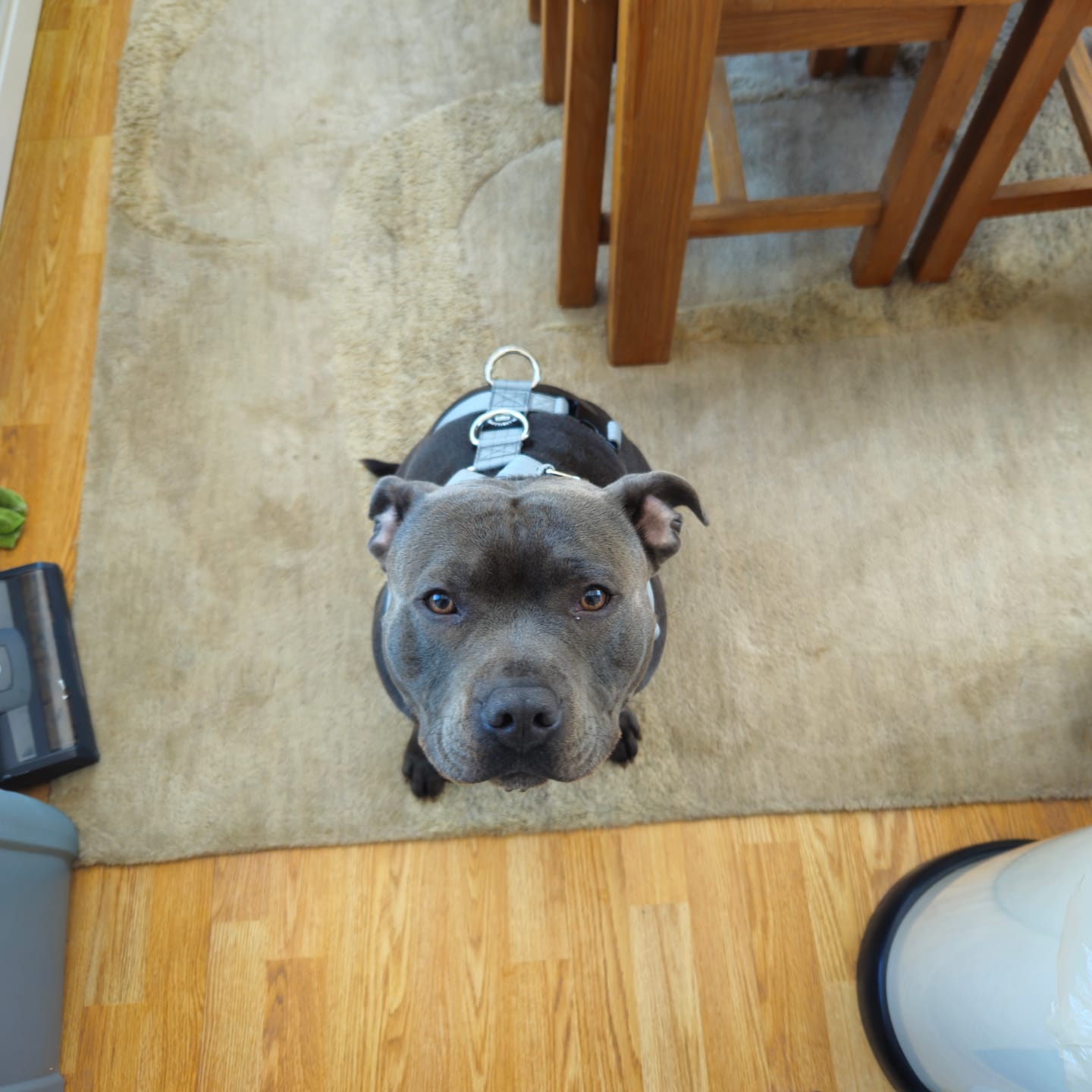 Customer photo review of Training Anti Pull TRI-Harness® | M-XL Breeds - Metal Grey