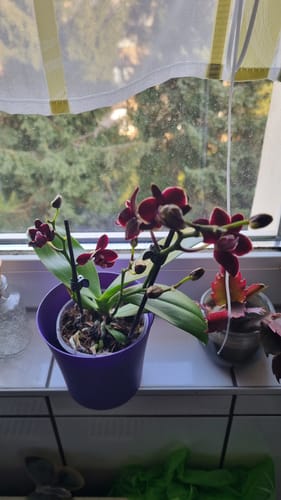 Customer photo review of Table Dance Banana Chocolate mit schokoladenbraunen Blüten und 2+ Rispen