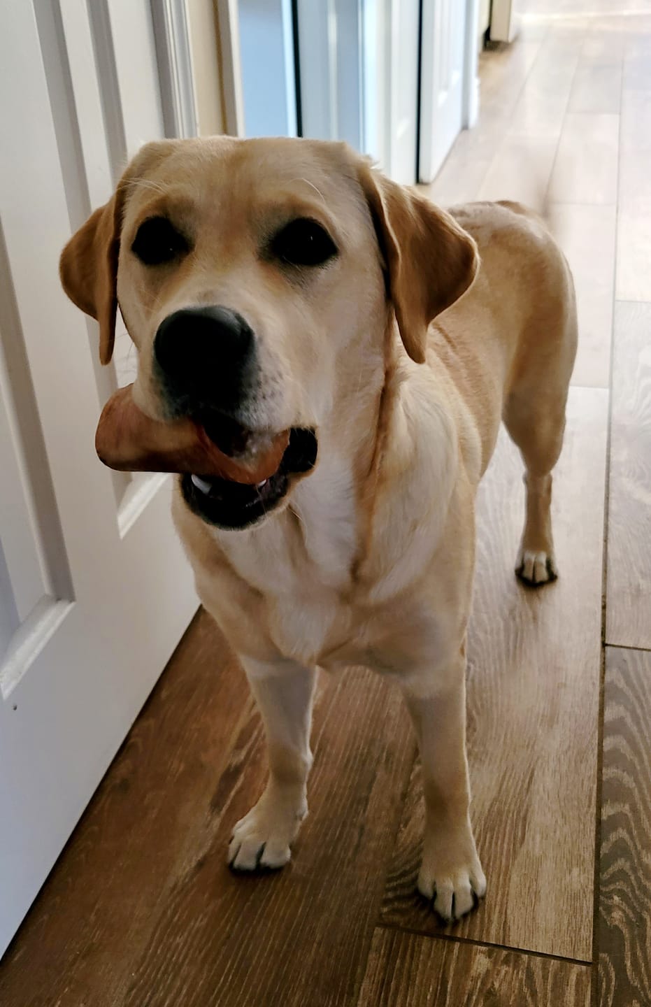 Customer photo review of Smoked Beef Marrow Bones