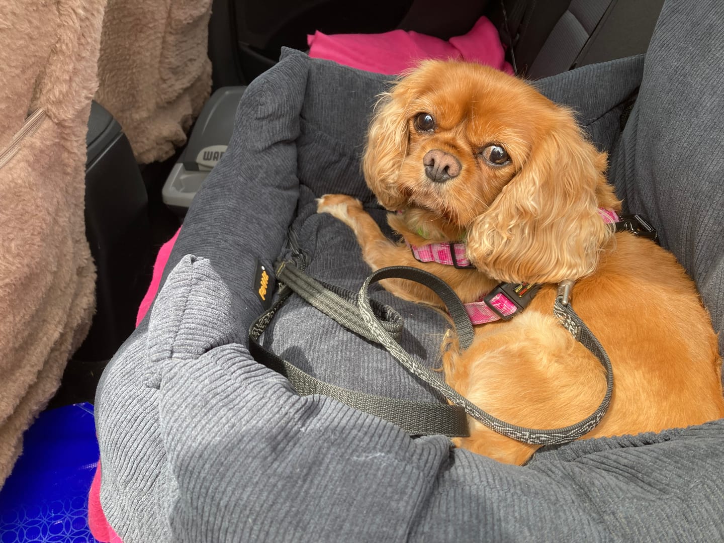 Customer photo review of PaWz Dog Car Booster Seat