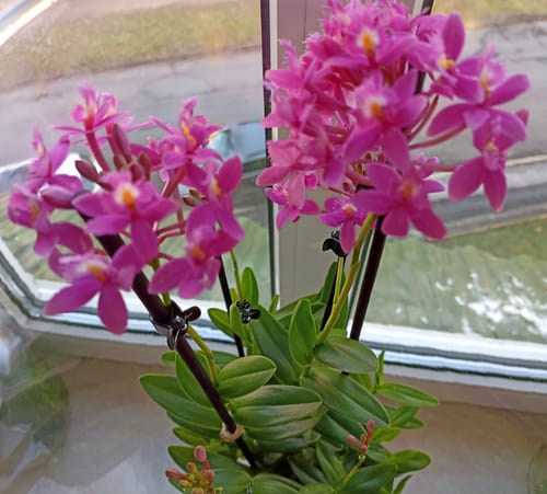 Customer photo review of Große Epidendrum Nordic Fire mit pinken Blüten und 5+ Rispen
