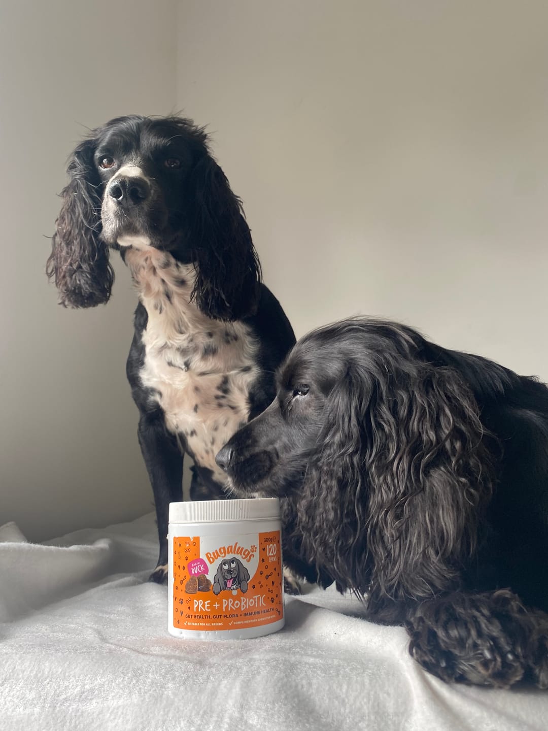 Customer photo review of Pre + Pro Biotic Supplement Chews for Dogs