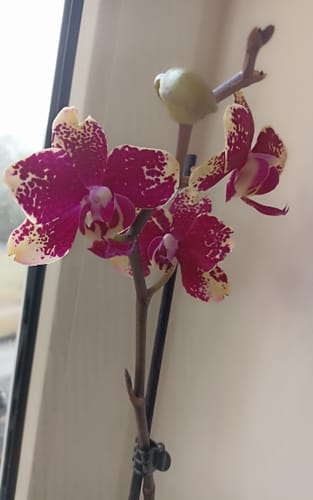 Customer photo review of Große Two of Us Rombley mit magentaroten-gefleckten Blüten und 2 Rispen