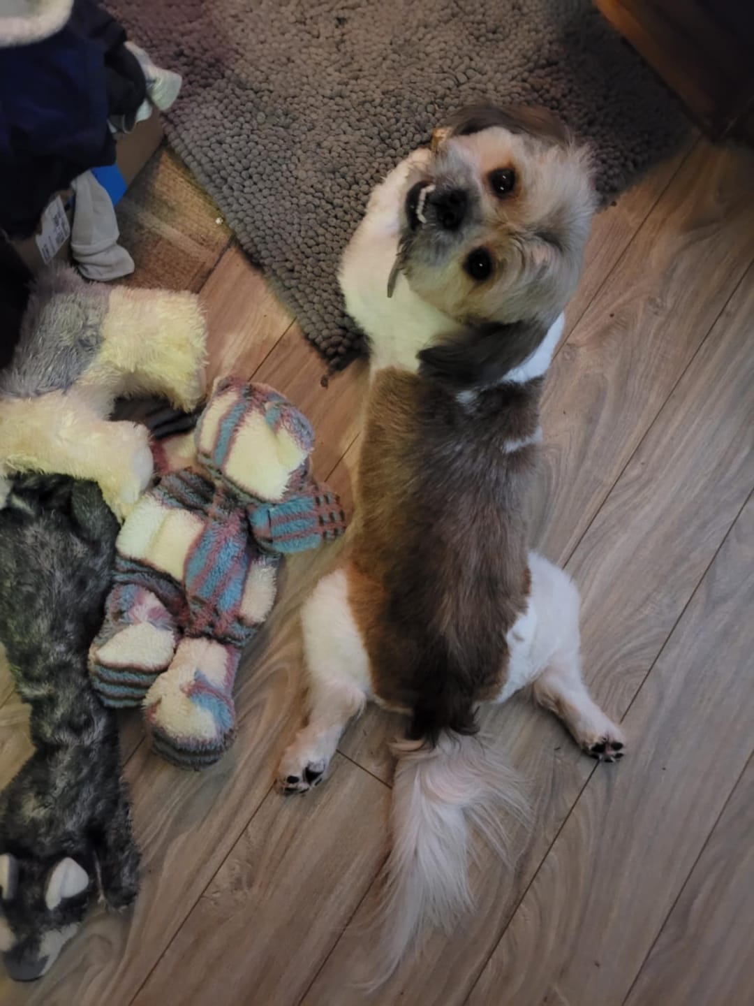 Customer photo review of Ostrich Knuckle (Medium – 4" x 3"): The Perfect Chew for Small to Medium Dogs & Sensitive Stomachs