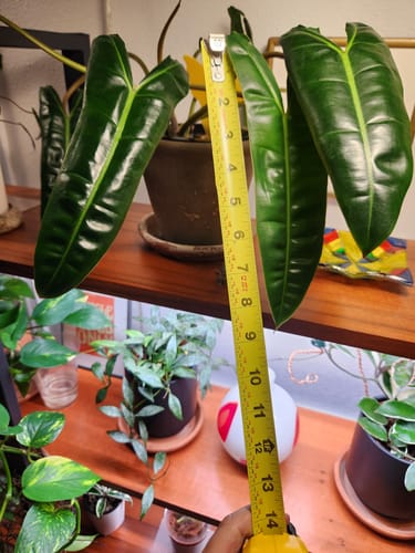 Customer photo review of Plant Food