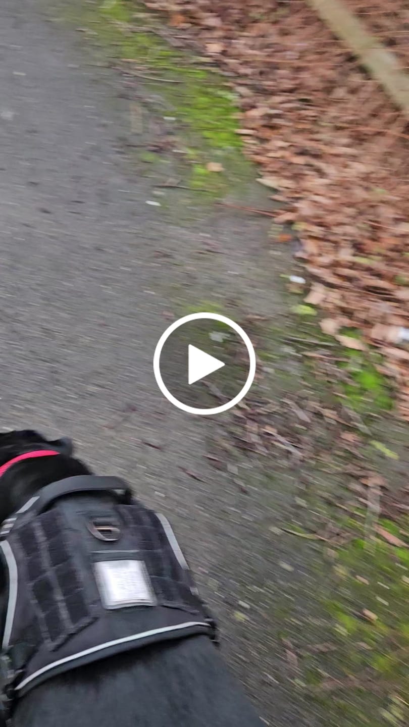 Customer video review of Slip Training Lead | Anti Pull & No Choking -  Red