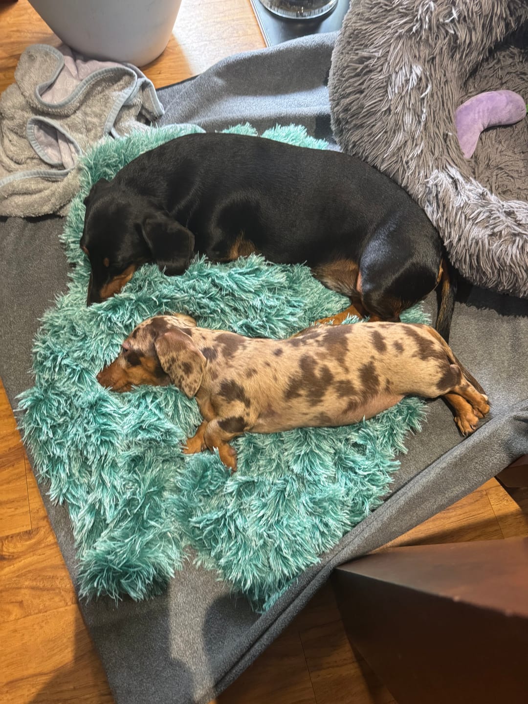 Customer photo review of PaWz Pet Calming Blanket
