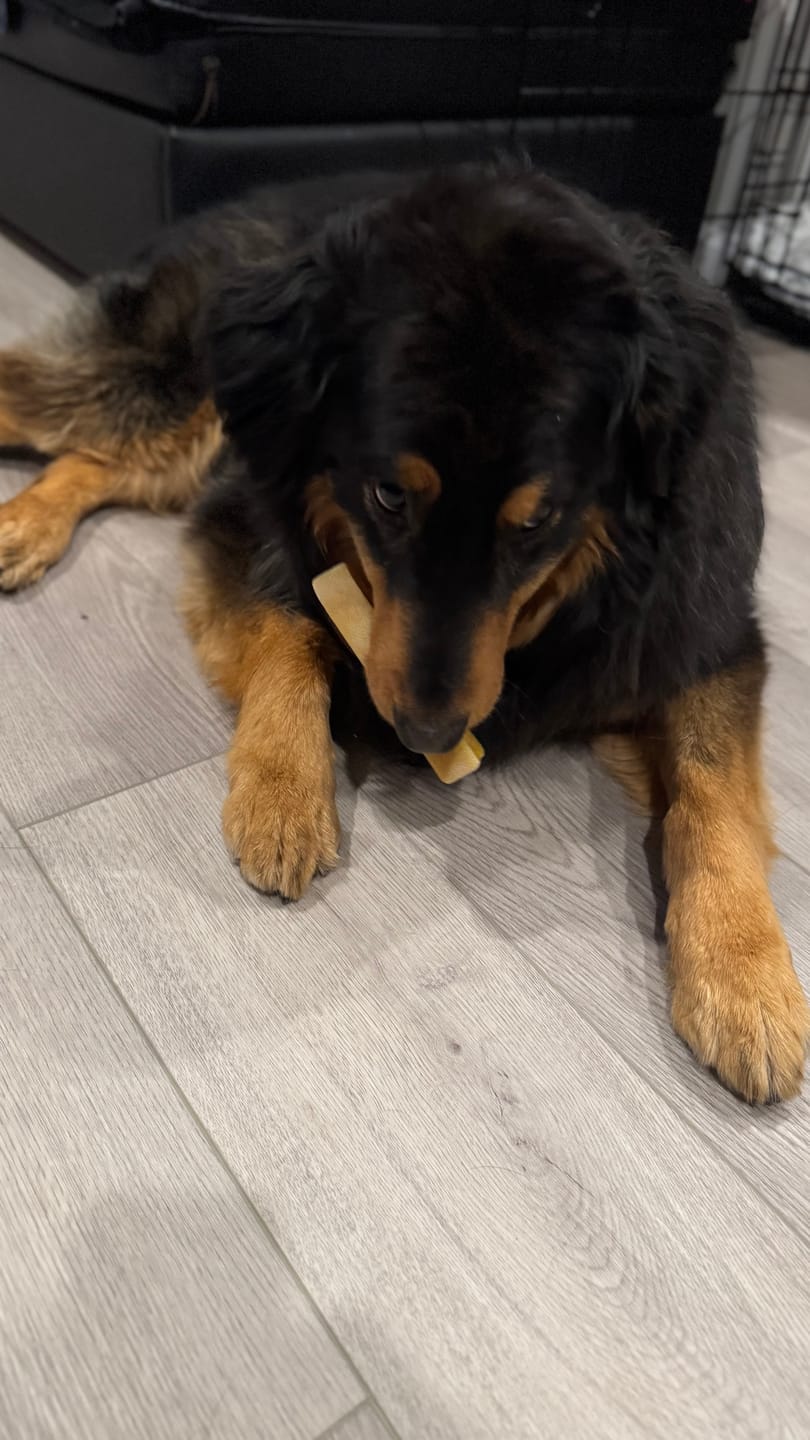 Customer photo review of Himalayan Yak Chew (SMALL)
