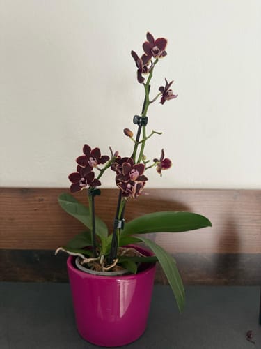 Customer photo review of Table Dance Banana Chocolate mit schokoladenbraunen Blüten und 2+ Rispen