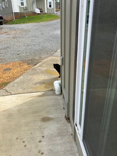 Customer photo review of GCP Flea & Tick Natural Defense for Cats - 100 Soft Chews